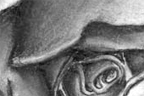 <em>Rose</em><br>June 2004<br>8.5"x 11" <br><br>Not too much to say... I had just gotten my charcoal set and I wanted to try it out. To this day, I'm a little unsure about the aura I drew around it.<br><br><br><br>Click <a href='http://www.andrew.cmu.edu/user/aczhang/traditional/rose.jpg' target='_blank'>here</a> to go directly to the image (best quality).